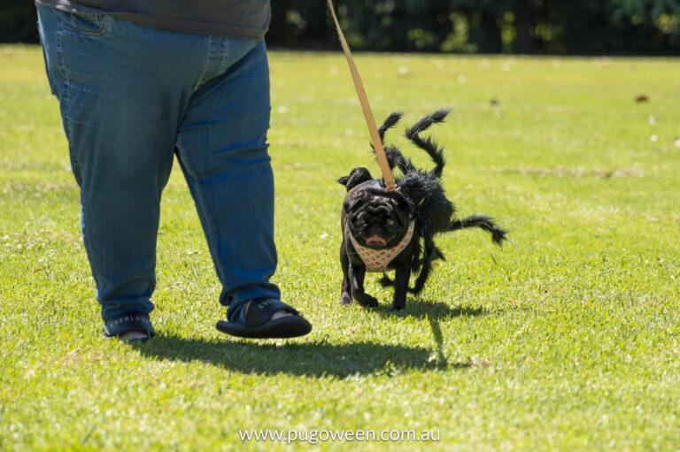 Pugoween 2023 | www.pugoween.com.au