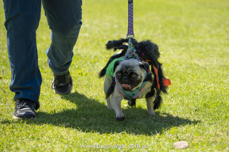 Pugoween 2023 | www.pugoween.com.au