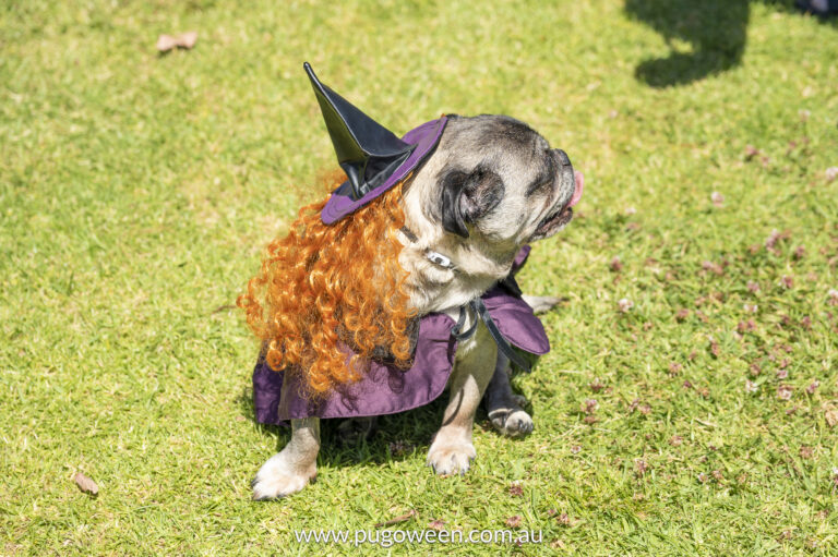 Pugoween 2023 | www.pugoween.com.au