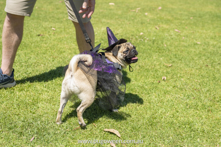 Pugoween 2023 | www.pugoween.com.au