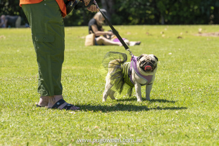 Pugoween 2023 | www.pugoween.com.au